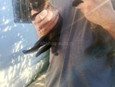 Отдам в добрые руки