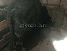 Продам коров на мясо