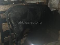 Продам коров на мясо