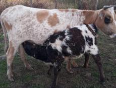 Все вопросы по телефону