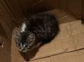 Отдам даром котенка