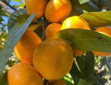 Продаются мандарины
