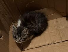 Отдам даром котенка