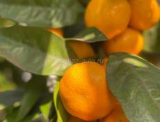 Продаются мандарины