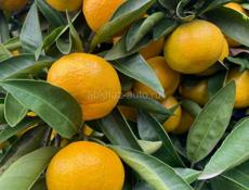 Продаются мандарины