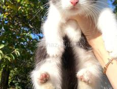 в добрые руки