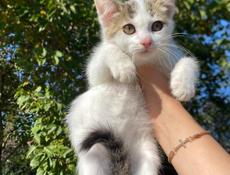 в добрые руки