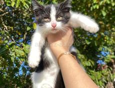 в добрые руки