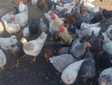 Продаются молодые куры