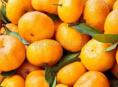 Продам мандарины,Колхида