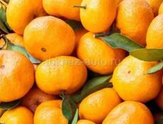 Продам мандарины,Колхида