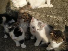 Вислоухие Котята в добрые руки