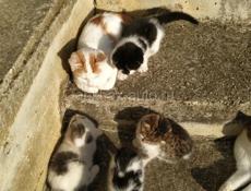 Вислоухие Котята в добрые руки