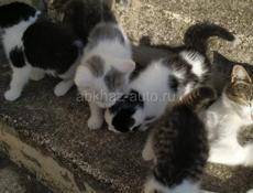 Вислоухие Котята в добрые руки