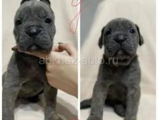Щенки Кане Корсо 🖤🖤🖤🖤🖤🖤🖤🖤🖤🖤