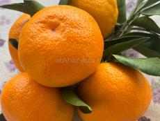 Мандарины (сентябрьские ) продаю 