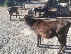 Продаётся три телёнка 2 бычка одна тёлка