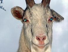 Продаю козла , связь по ватсап 7120097