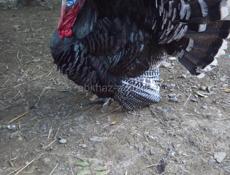 Продаются индюки 