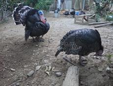 Продаются индюки