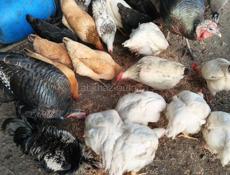 Домашняя птица