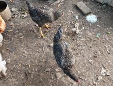 Домашняя птица