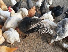 Домашняя птица