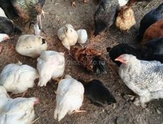 Домашняя птица