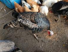 Домашняя птица