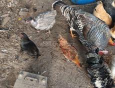 Домашняя птица