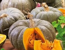 тыква абхазская 