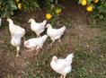 Цыплята 2 мес несушки Корал ник