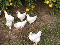 Цыплята 2 мес несушки Корал ник