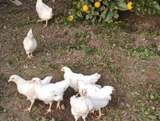 Цыплята 2 мес несушки Корал ник