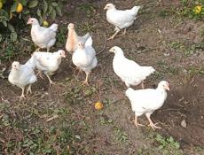 Цыплята 2 мес несушки Корал ник