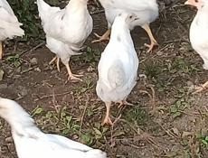 Цыплята 2 мес несушки Корал ник