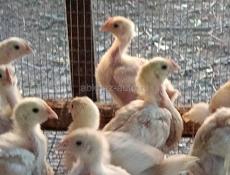 цыплята бройлеры