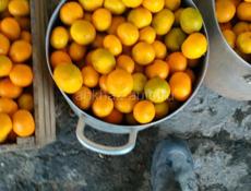 Мандарин собраны около 200кг сладки 