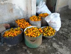 Мандарин собраны около 200кг сладки