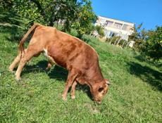 Продаётся бычок