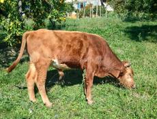 Продаётся бычок 