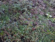 Продаётся навоз 80 кубов