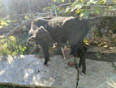 Продаётся бычок