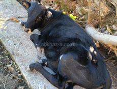 Продаётся бычок