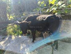 Продаётся бычок