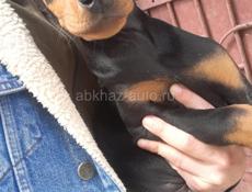 Щенок добермана 6 месяцев 