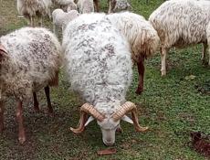 Барашки овцы 