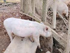 Продаются поросята 🐷 