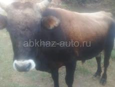 Продается бычок 170кг