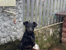 Продаю немецкого ягдтерьера 